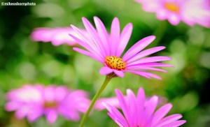 Pale pink daisies bloom in a glasshouse at RHS Bridgewater, Salford.