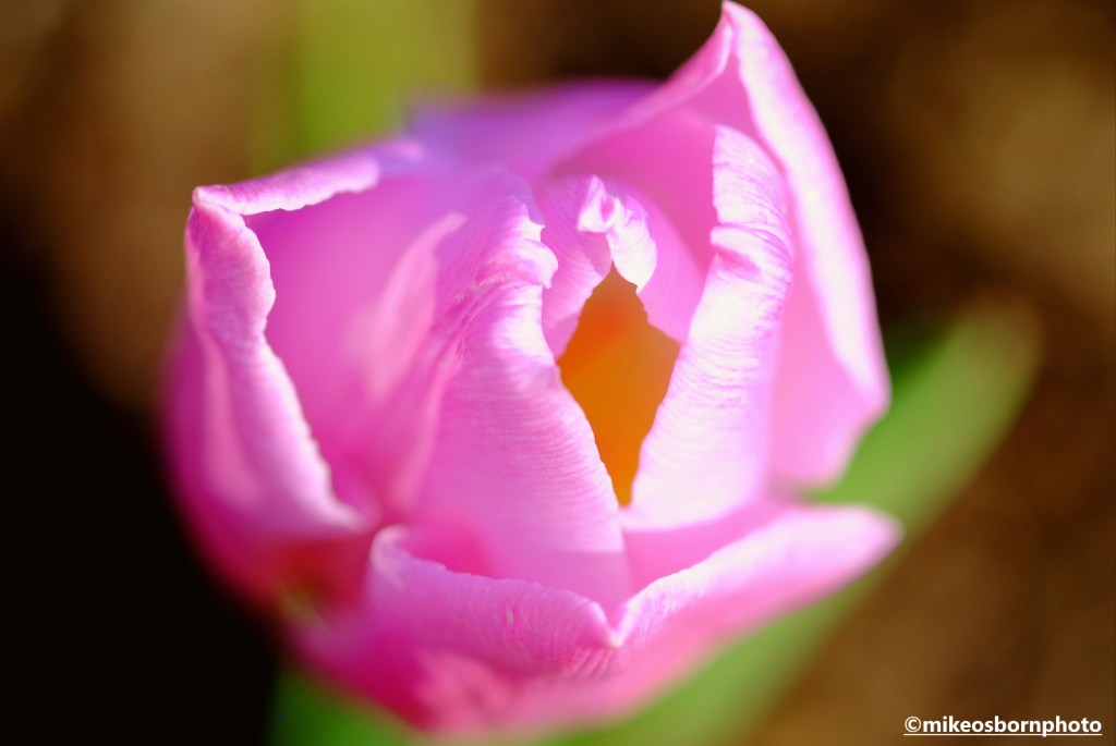A close-up view of a pale pink tulip bloom at RHS Bridgewater, Salford.