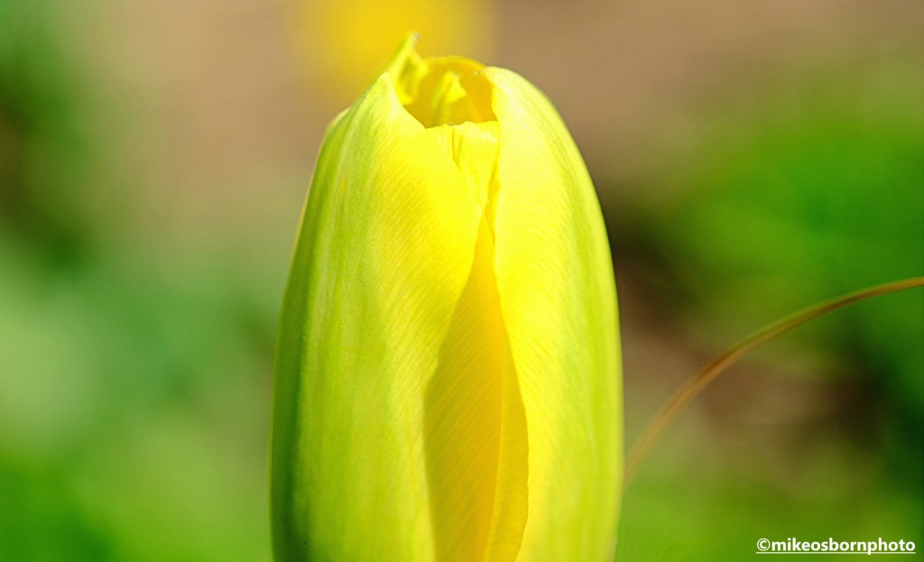 A yellow tulip bud tinged with green in a bed at RHS Bridgewater, Salford.