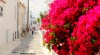 A deep pink Bougainvillea flourishes on a back street of Tinos town in the Greek islands