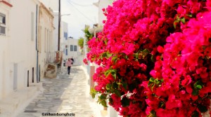 A deep pink Bougainvillea flourishes on a back street of Tinos town in the Greek islands