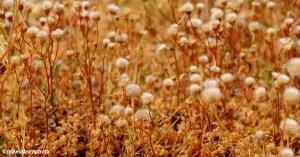 A wildflower verge on the Greek island of Syros