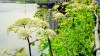 Giant cow parsley thrive along the banks of Manchester's Ship Canal