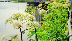 Giant cow parsley thrive along the banks of Manchester's Ship Canal