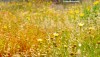 An early summer meadow of yellow and white flowers on the Greek island of Serifos