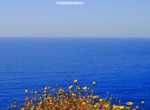 Yellow flowers against the blue Aegean Sea in Greece