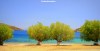 A pair of trees on Livadakia Beach on the Greek island of Serifos