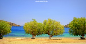 A pair of trees on Livadakia Beach on the Greek island of Serifos
