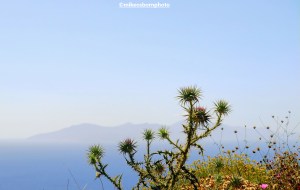 Thistles on a clifftop on the Greek island of Serifos
