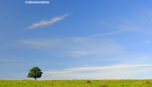 A lone tree on the Lyme Park estate in Cheshire, UK.