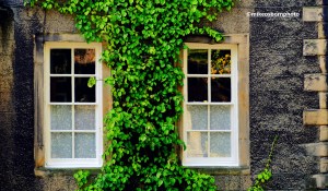 Two vine covered windows in the castle area of Lancaster, UK.