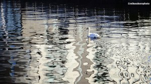 A swan passed through rich reflections on the water of the Manchester Ship Canal.