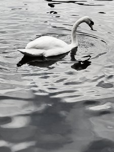 A swan gliding serenely on a canal at Castlefield in Manchester.