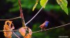 A colourful equatorial bird perched on a tree in São Tomé.