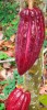A red cocoa pod ripening on a tree on the island of São Tomé.