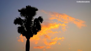 A lone palm at sunset on the African island of Príncipe.
