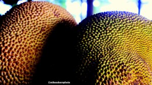 Breadfruit, one of the forest delicacies of São Tomé off the African coast.