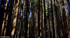 Tree trunks of the thick pine forest by the Black Lake in Montenegro.
