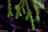 Pine tree fronds by the Black Lake in the Durmitor National Park, Montenegro.