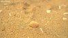 A lone shell and the golden sands of Hoek Van Holland Strand on the Dutch North Sea coast.