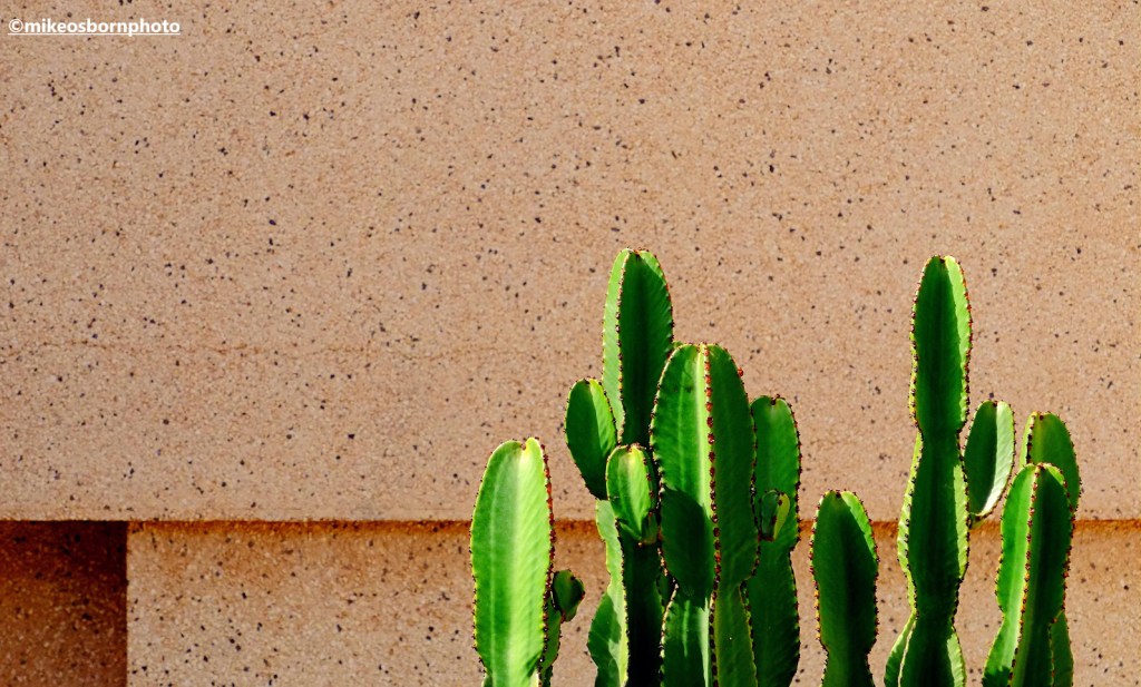 Sturdy cacti set against the concrete of a tourist hotel on the island of Fuerteventura.