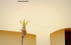 A bedraggled palm tree set against the light-coloured architecture of the holiday island of Fuerteventura.