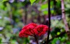 A bunch of piercing red berries found in the rainforest on Mohéli island in the Comoros.