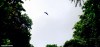 The sight of a Livingstone Bat in flight over the forest canopy on Mohéli in the Comoros Islands.