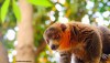 An orange-necked Mongoose Lemur seen on a visit to Laka Lodge in Mohéli, Comoros Islands.