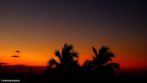 Palm trees framed in a glowing sunset at Mutsamudu, Comoros Islands,