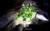 The upwards view from inside the huge trunk of a baobab tree in the Comoros Islands.