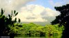 The bright green vegetation of a mangrove lagoon on the Comoros island of Ngazidja.