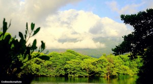 The bright green vegetation of a mangrove lagoon on the Comoros island of Ngazidja.