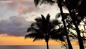 A peach dusk and silhouettes of tropical trees on the west coast of Ngazidja, Comoros.