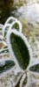 Leaves edged by a thick layer of frost in Hulme Park, Manchester