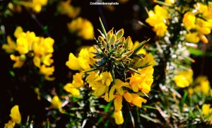 Bright yellow gorse blooms at the Wirral war memorial site in West Kirby.