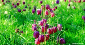 A patch of Flotillary flowers at Dunham Massey near Manchester.