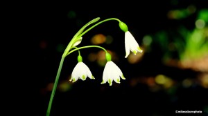 A trio of Spring Snowdrops in a shaded corner of the Dunham Massey National Trust property.