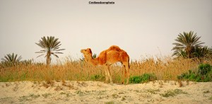 A camel at rest on a beach in Djerba, Tunisia.