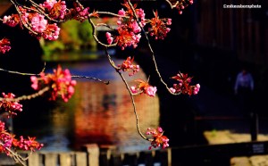 Cherry blossom dangles over a lock on the Rochdale Canal in Castlefield, Manchester.