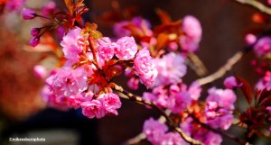 A profusion of pink cherry blossom at Castlefield in Manchester.