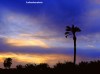 A lone palm tree soars into a very colourful dusk on the Tunisian island of Djerba.