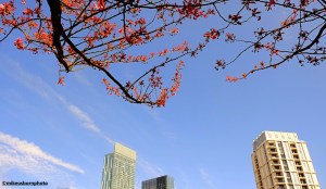 Cherry blossom fringes a view of buildings at Castlefield in Mancheser.