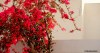 A crimson bougainvillea bush in full flower in Houmt Souk, Tunisia.