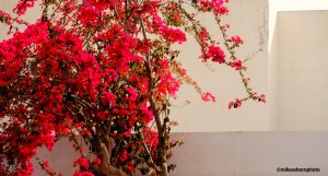 A crimson bougainvillea bush in full flower in Houmt Souk, Tunisia.