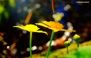 Giant buttercups near a stream at the Dunham Massey National Trust property near Manchester.