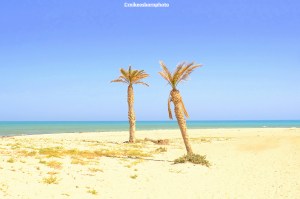 Two palm trees against a blue sky on Plage Yati on the island of Djerba, Tunisia.