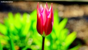 The pink head of a tulip catching the sunlight at Dunham Massey near Manchester,
