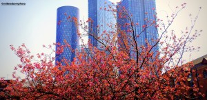 The pink blooms of a cherry blossom tree with high rise buildings in the background at Castlefield, Manchester.