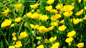 A cluster of yellow flowers in a Kyrgyz mountain valley.